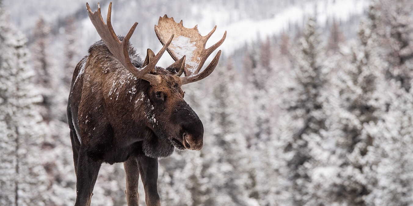 moose in the snowy mountains